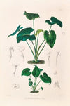 Icones Aroidearum Pl.10