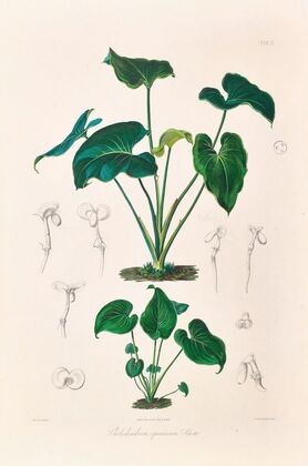 Icones Aroidearum Pl.10
