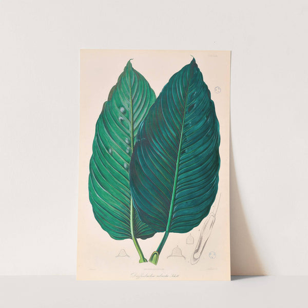 Icones Aroidearum Pl.22 (1857) by Heinrich Wilhelm Schott