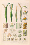 Icones Aroidearum Pl.26