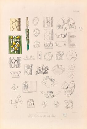 Icones Aroidearum Pl.30