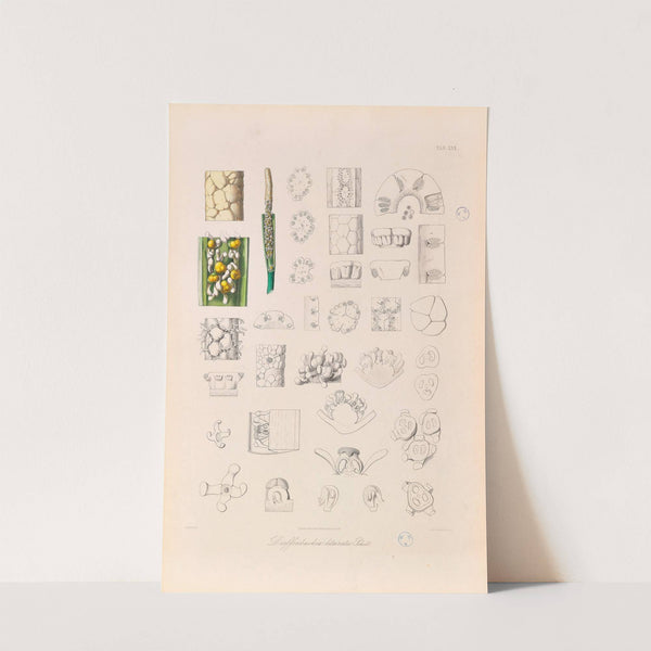 Icones Aroidearum Pl.30 (1857) by Heinrich Wilhelm Schott