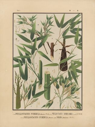 Icones of the bamboos of Japan – Nihon chikurui zufu Pl.01 (1912)