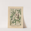 Icones of the bamboos of Japan – Nihon chikurui zufu Pl.01 (1912) by Yasuyoshi Shirasawa