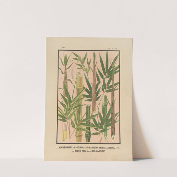Icones of the bamboos of Japan – Nihon chikurui zufu Pl.02 (1912) by Yasuyoshi Shirasawa