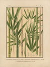 Icones of the bamboos of Japan – Nihon chikurui zufu Pl.04 (1912)