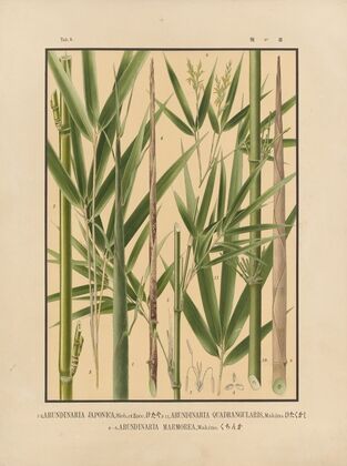 Icones of the bamboos of Japan – Nihon chikurui zufu Pl.04 (1912)