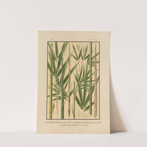 Icones of the bamboos of Japan – Nihon chikurui zufu Pl.04 (1912) by Yasuyoshi Shirasawa