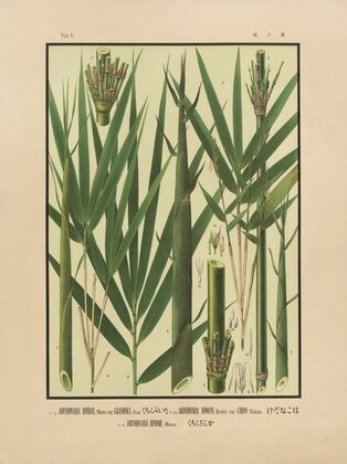 Icones of the bamboos of Japan – Nihon chikurui zufu Pl.05 (1912)