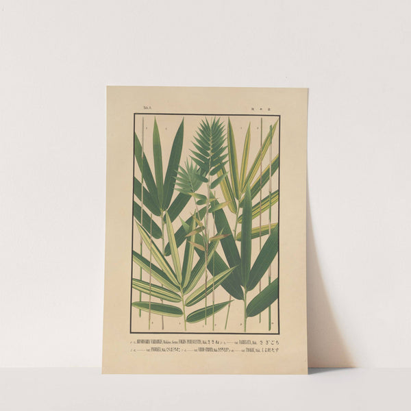 Icones of the bamboos of Japan – Nihon chikurui zufu Pl.06 (1912) by Yasuyoshi Shirasawa