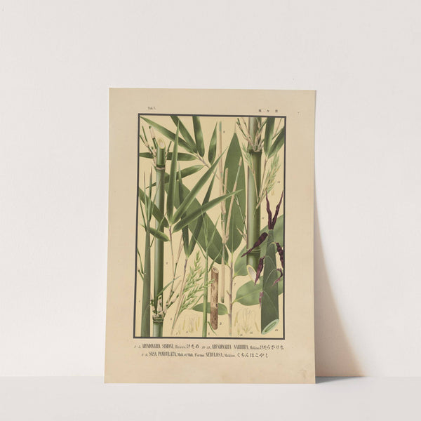 Icones of the bamboos of Japan – Nihon chikurui zufu Pl.07 (1912) by Yasuyoshi Shirasawa