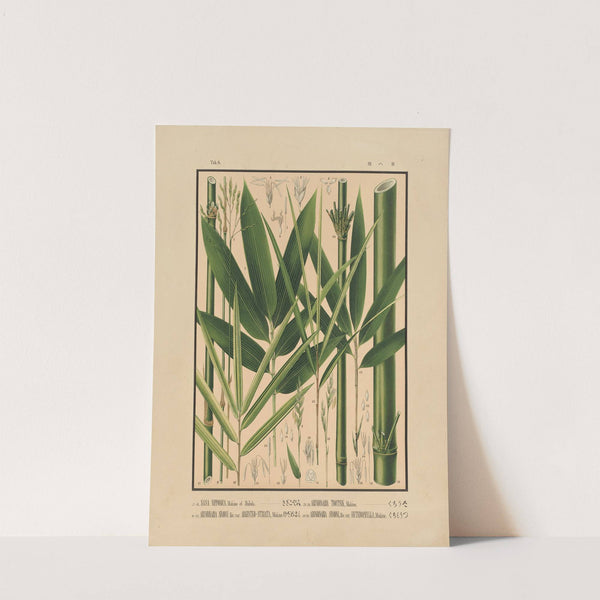 Icones of the bamboos of Japan – Nihon chikurui zufu Pl.08 (1912) by Yasuyoshi Shirasawa