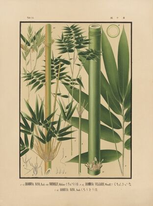 Icones of the bamboos of Japan – Nihon chikurui zufu Pl.10 (1912)