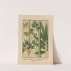 Icones of the bamboos of Japan – Nihon chikurui zufu Pl.10 (1912) by Yasuyoshi Shirasawa