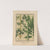 Icones of the bamboos of Japan – Nihon chikurui zufu Pl.10 (1912) by Yasuyoshi Shirasawa