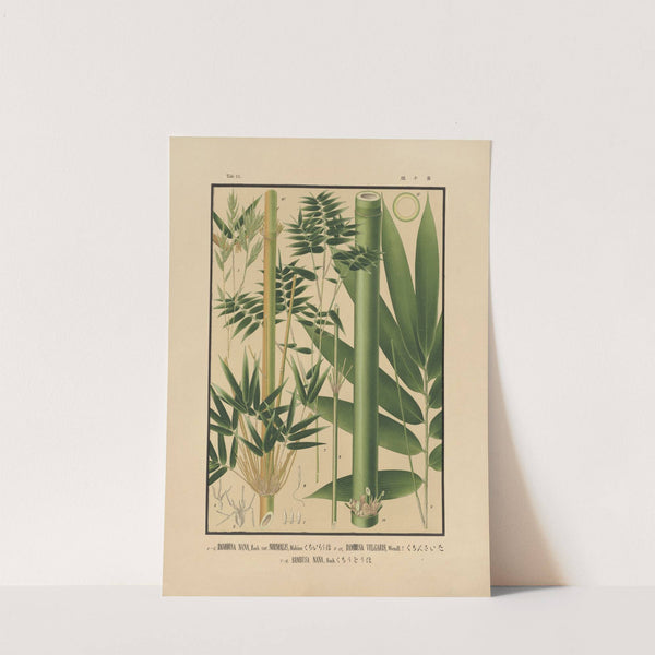 Icones of the bamboos of Japan – Nihon chikurui zufu Pl.10 (1912) by Yasuyoshi Shirasawa