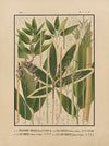Icones of the bamboos of Japan – Nihon chikurui zufu Pl.11 (1912)