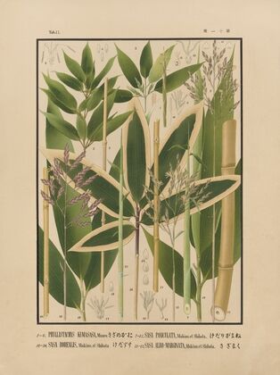 Icones of the bamboos of Japan – Nihon chikurui zufu Pl.11 (1912)