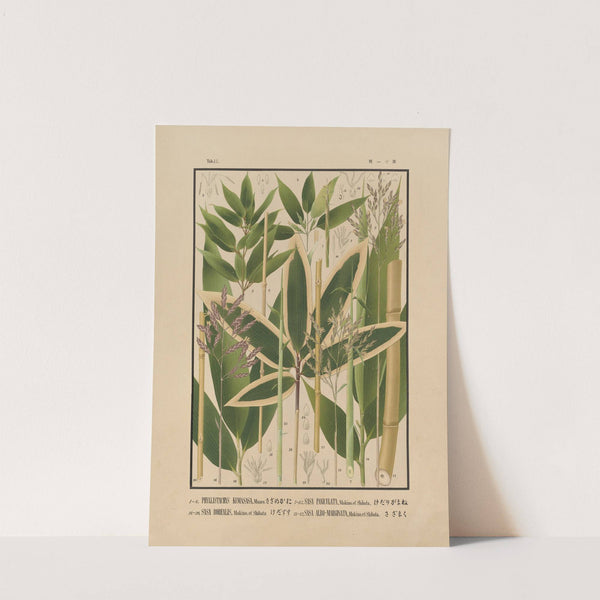 Icones of the bamboos of Japan – Nihon chikurui zufu Pl.11 (1912) by Yasuyoshi Shirasawa