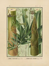 Icones of the bamboos of Japan – Nihon chikurui zufu Pl.12 (1912)