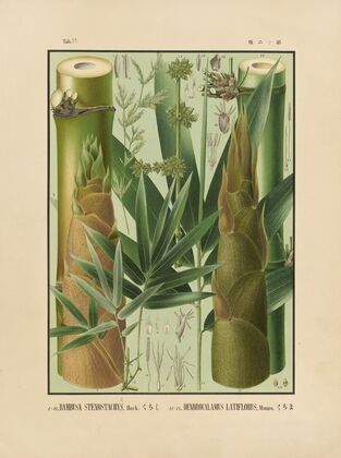Icones of the bamboos of Japan – Nihon chikurui zufu Pl.12 (1912)