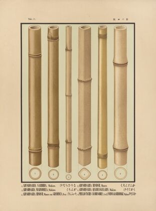 Icones of the bamboos of Japan – Nihon chikurui zufu Pl.14 (1912)