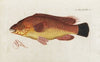 Icones rerum naturalium, ou figures enluminÃ©es d’histoire naturelle du nord Pl.01