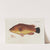 Icones rerum naturalium, ou figures enluminées d&#039;histoire naturelle du nord Pl.01 by Peder Ascanius