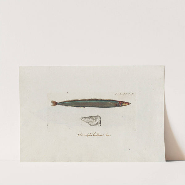 Icones rerum naturalium, ou figures enluminées d&#039;histoire naturelle du nord Pl.02 by Peder Ascanius