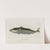 Icones rerum naturalium, ou figures enluminées d&#039;histoire naturelle du nord Pl.03 by Peder Ascanius
