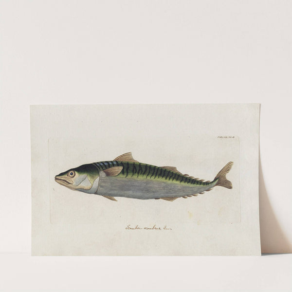 Icones rerum naturalium, ou figures enluminées d&#039;histoire naturelle du nord Pl.03 by Peder Ascanius