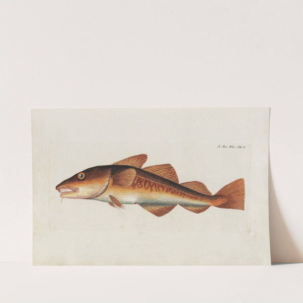 Icones rerum naturalium, ou figures enluminées d&#039;histoire naturelle du nord Pl.05 by Peder Ascanius