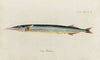 Icones rerum naturalium, ou figures enluminÃ©es d’histoire naturelle du nord Pl.06