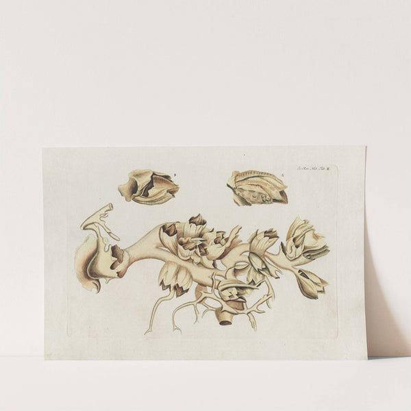 Icones rerum naturalium, ou figures enluminées d&#039;histoire naturelle du nord Pl.10 by Peder Ascanius