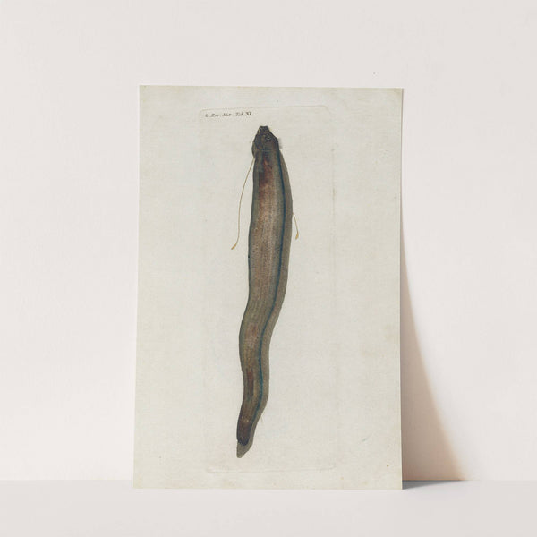 Icones rerum naturalium, ou figures enluminées d&#039;histoire naturelle du nord Pl.11 by Peder Ascanius