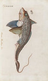 Icones rerum naturalium, ou figures enluminÃ©es d’histoire naturelle du nord Pl.15