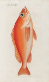 Icones rerum naturalium, ou figures enluminÃ©es d’histoire naturelle du nord Pl.16