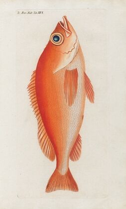 Icones rerum naturalium, ou figures enluminÃ©es d’histoire naturelle du nord Pl.16