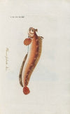 Icones rerum naturalium, ou figures enluminÃ©es d’histoire naturelle du nord Pl.19