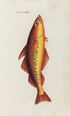 Icones rerum naturalium, ou figures enluminÃ©es d’histoire naturelle du nord Pl.22
