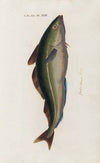 Icones rerum naturalium, ou figures enluminÃ©es d’histoire naturelle du nord Pl.23