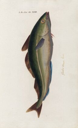 Icones rerum naturalium, ou figures enluminÃ©es d’histoire naturelle du nord Pl.23