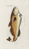 Icones rerum naturalium, ou figures enluminÃ©es d’histoire naturelle du nord Pl.27