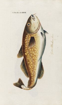 Icones rerum naturalium, ou figures enluminÃ©es d’histoire naturelle du nord Pl.27