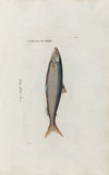 Icones rerum naturalium, ou figures enluminÃ©es d’histoire naturelle du nord Pl.29