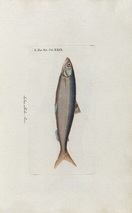 Icones rerum naturalium, ou figures enluminÃ©es d’histoire naturelle du nord Pl.29