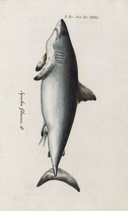 Icones rerum naturalium, ou figures enluminÃ©es d’histoire naturelle du nord Pl.31