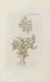 Icones rerum naturalium, ou figures enluminÃ©es d’histoire naturelle du nord Pl.48