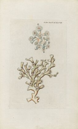Icones rerum naturalium, ou figures enluminÃ©es d’histoire naturelle du nord Pl.48