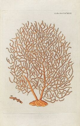 Icones rerum naturalium, ou figures enluminÃ©es d’histoire naturelle du nord Pl.49